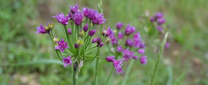 Purple flowers in a field of green