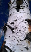 Tree bark with signs of Aspen bark beetle