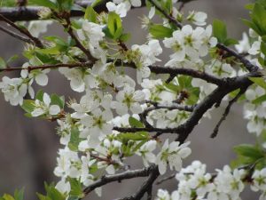 White blossoms on a tree branch