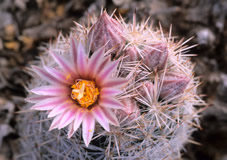 Ball-shaped cactus with pale pink blossoms