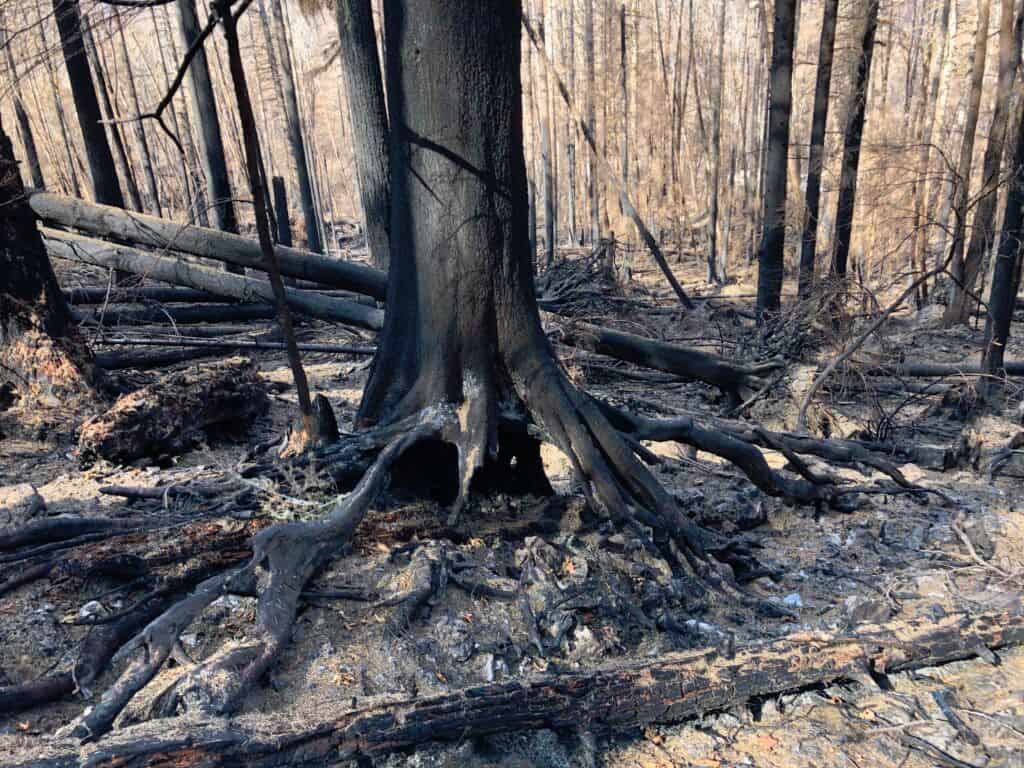 Freres-Burned-Trees-Roots-1-737081179