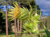 Spiky plant with yellow tendrils