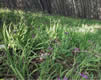 Cluster of wild onions