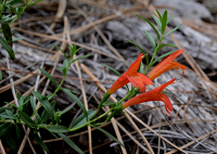 Three orange-red blooms in a dry grass environment