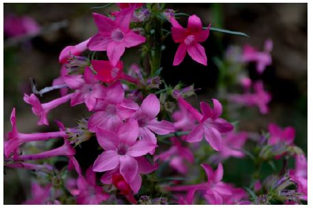 Closeup of fuschia wildflowers