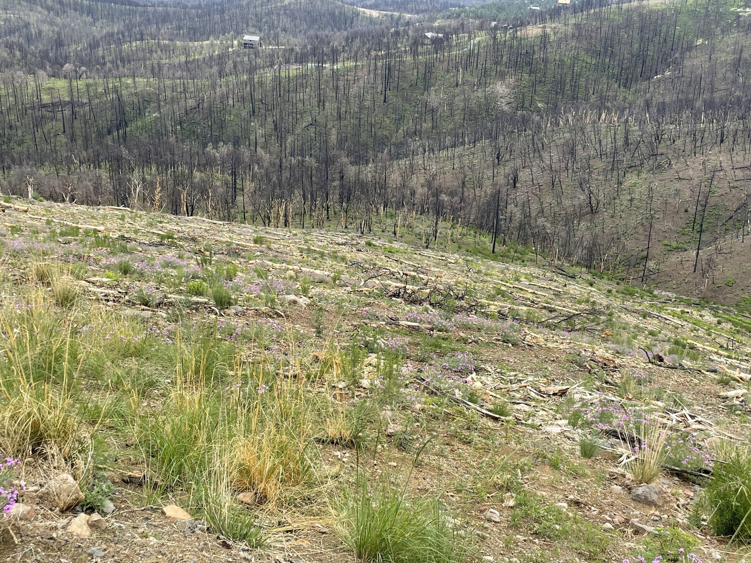 A photo of a slope treated with contour felling looking downhill. Logs can be seen laying parallel to the slope, with ground covered by wildflowers and grasses. 