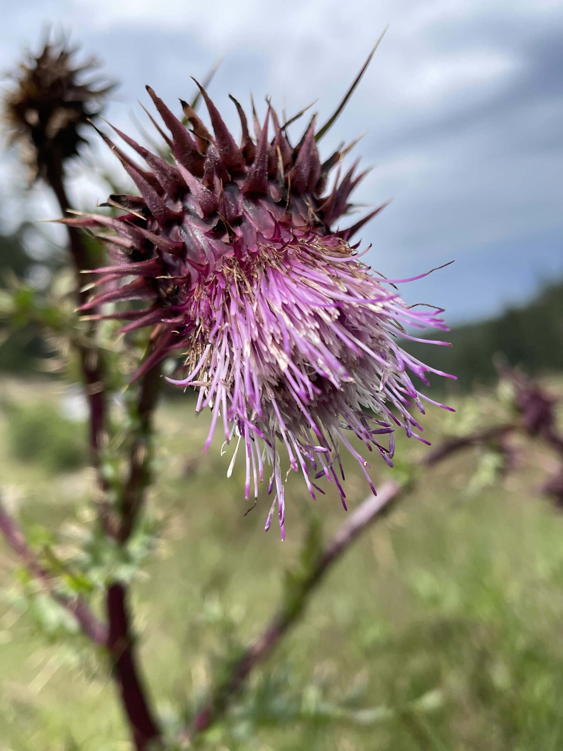 Tall wildflowers against adobe wall