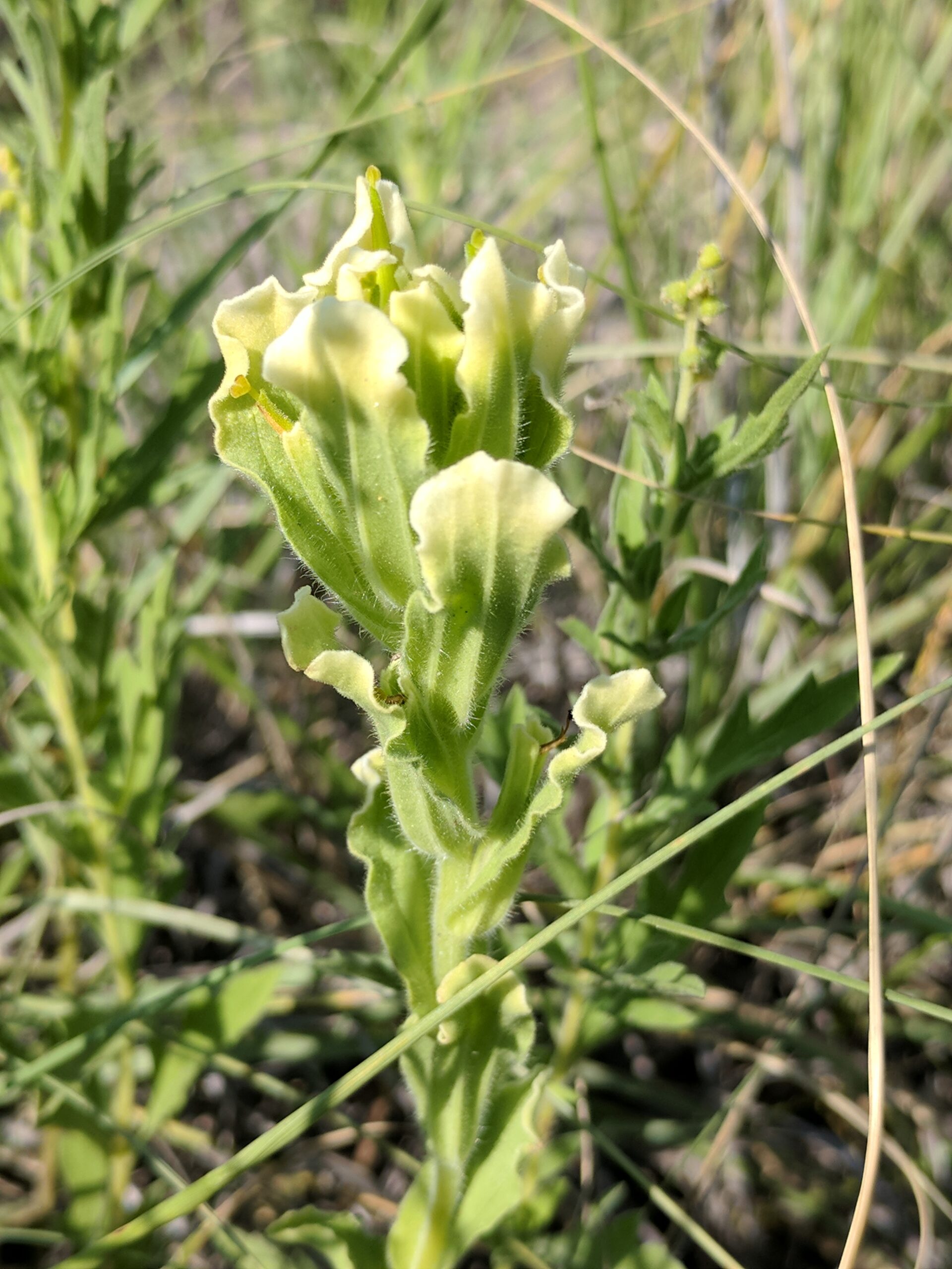 Plant growing in one vertical stalk