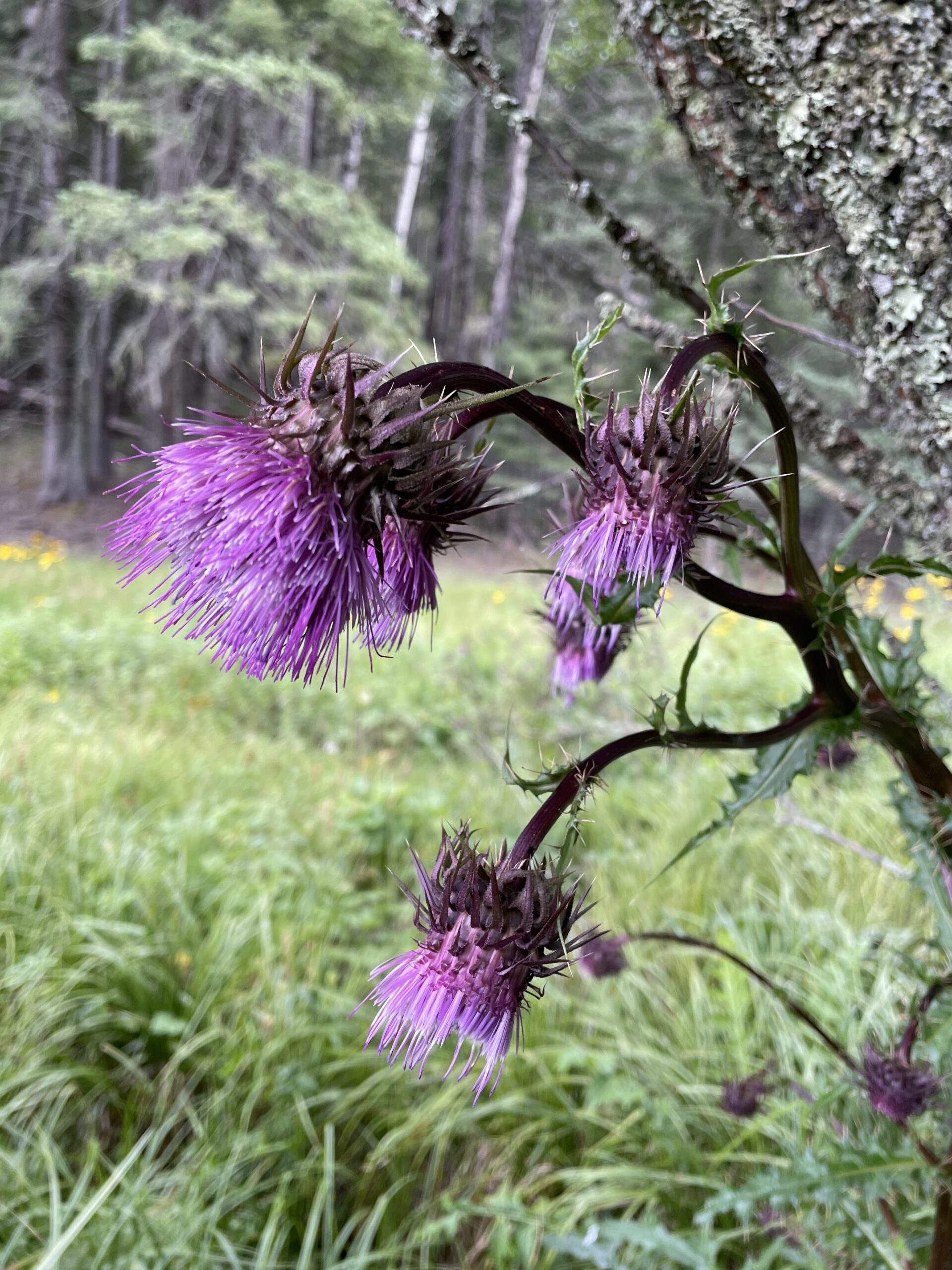 Tall wildflowers against adobe wall