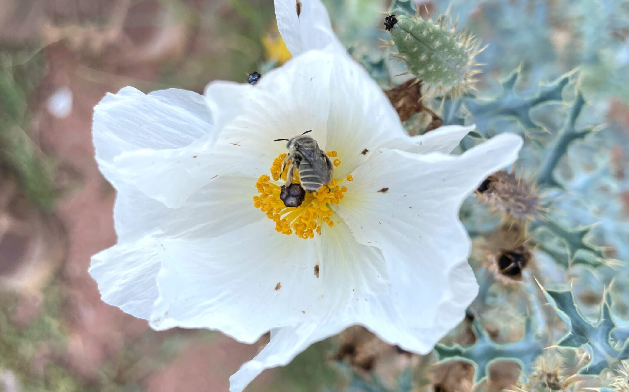 Fuschia thistle blossom against foliage