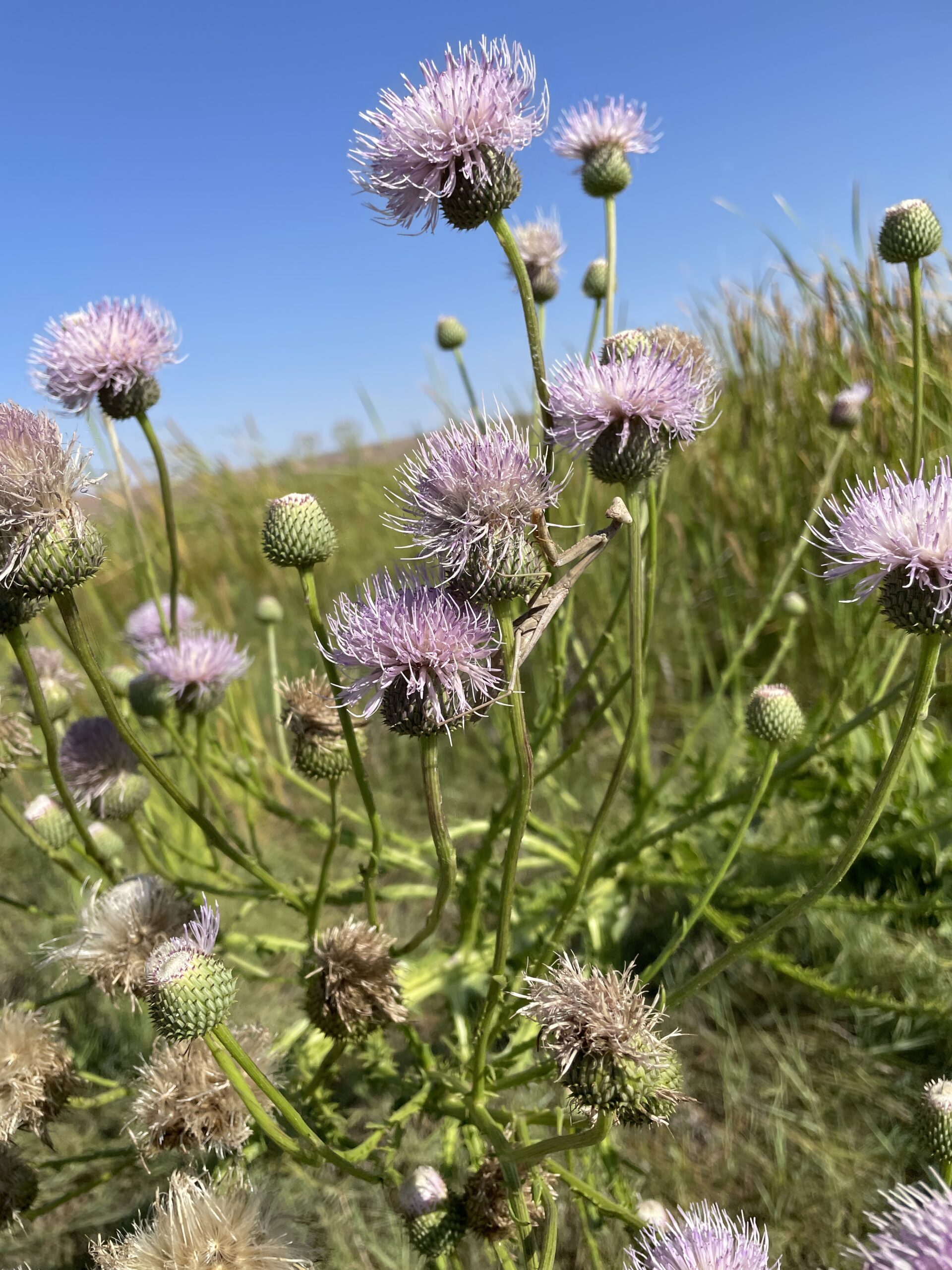 Purple thistle against dark green background