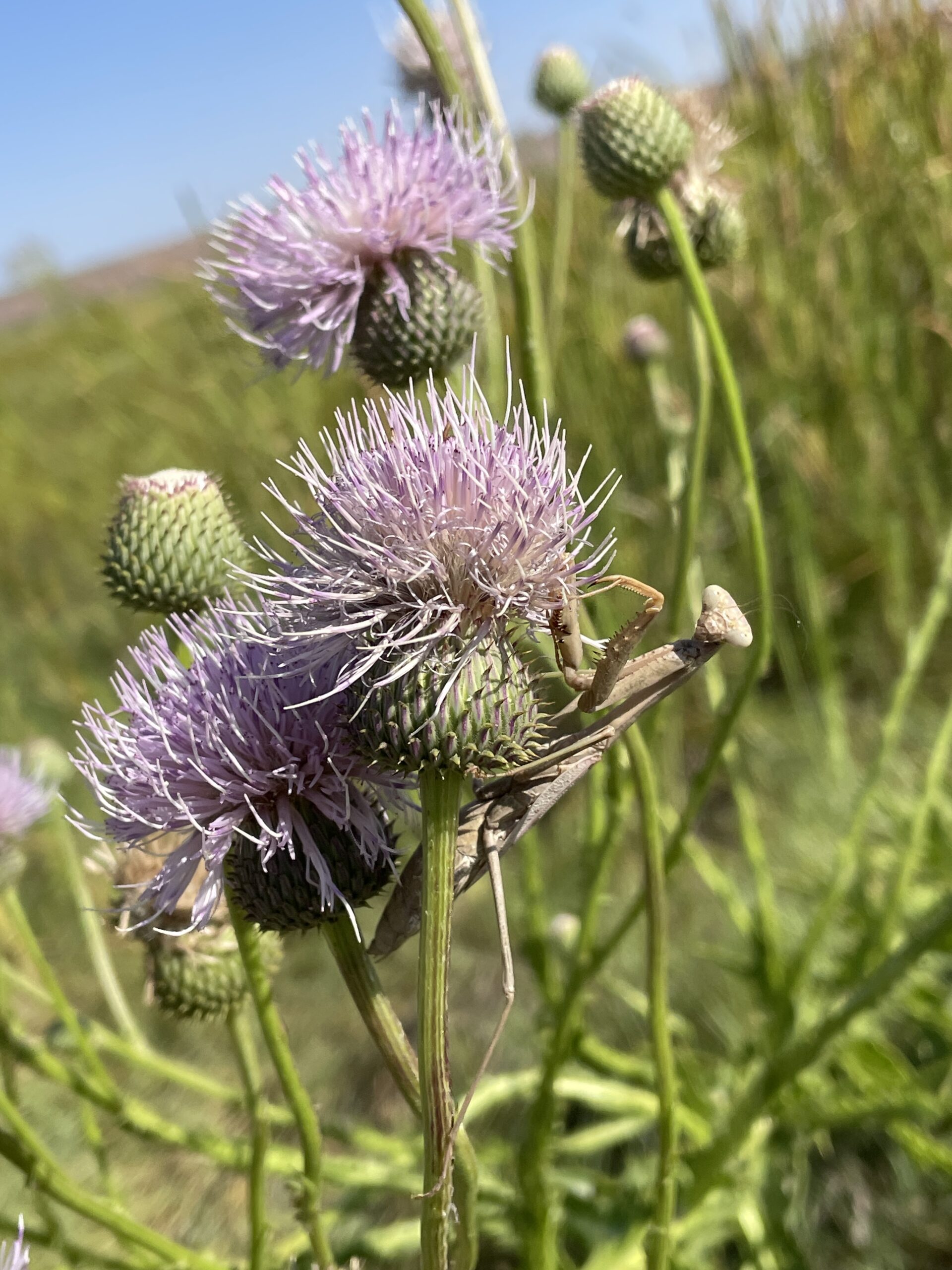 Tall green thistles against blue sky