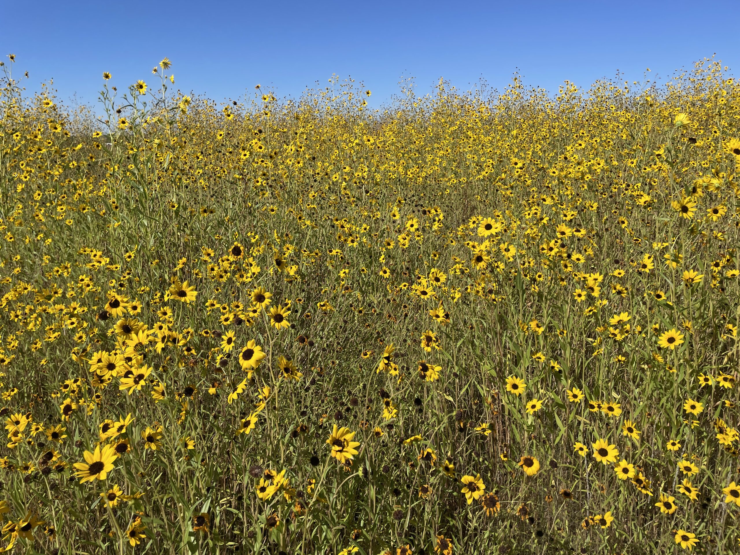 pecos sunflower