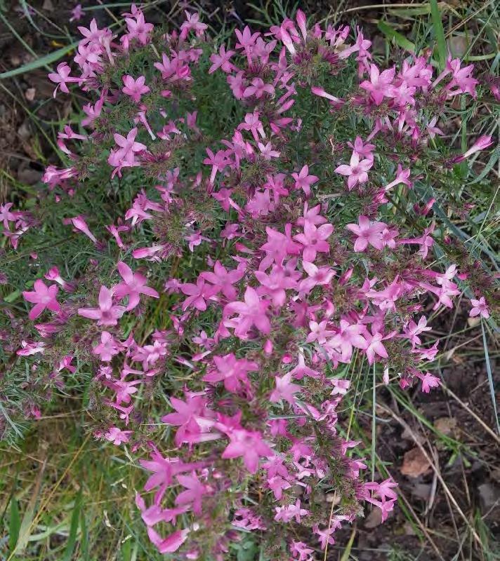 A cluster of bright pink wildflowers