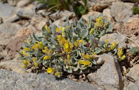 Yellow wildflower bunch growing in rocks