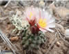 Cactus with pale pink bloom on top
