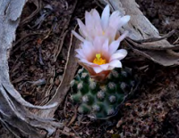 Tiny ball cactus with pale pink blooms
