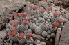 Large cluster of blooming ball-shaped cacti