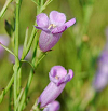 Pale purple wildflower blooms