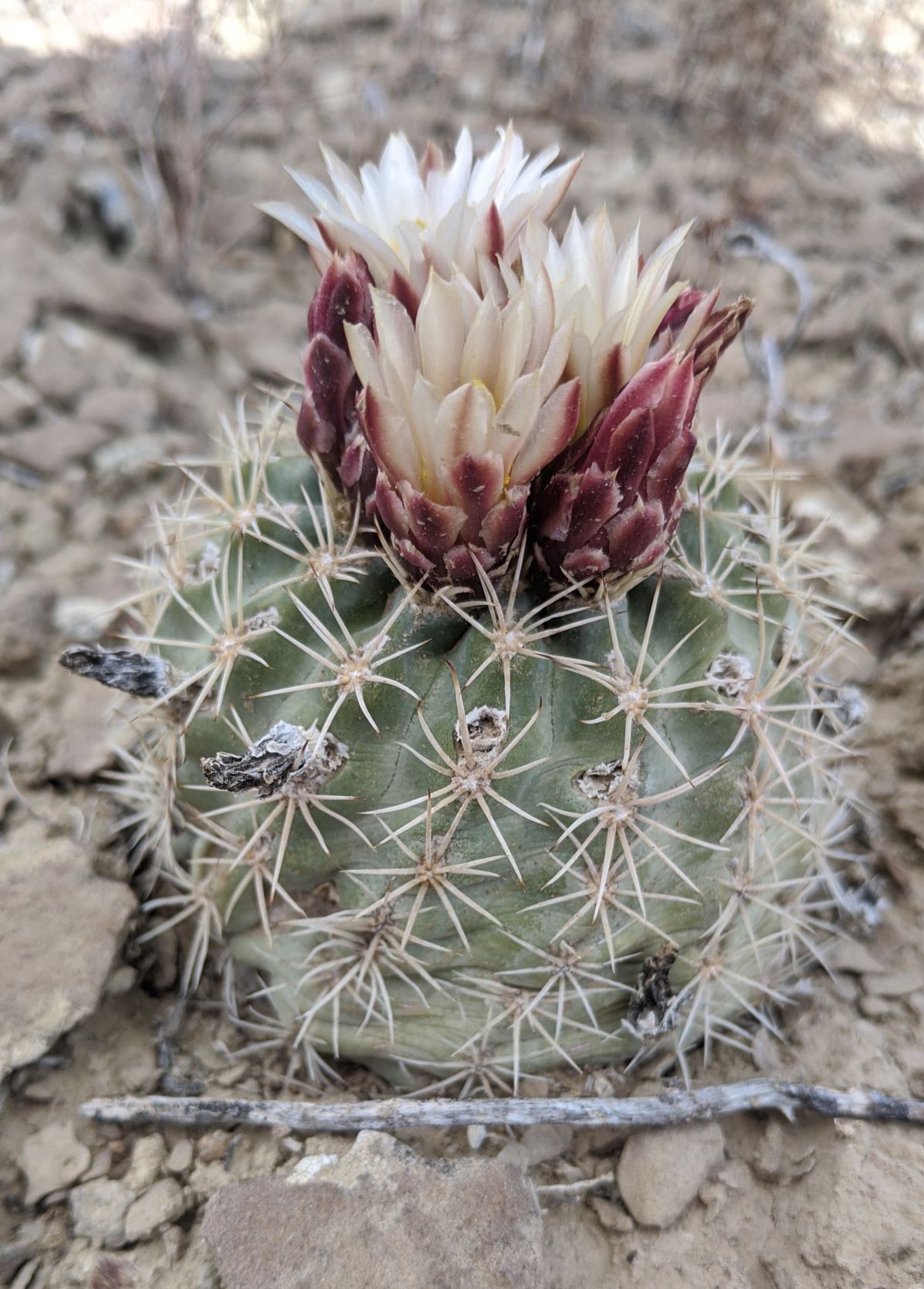 Tiny blooming cactus in rocky landscape