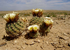 Ball cacti with yellow blooms growing in the dirt