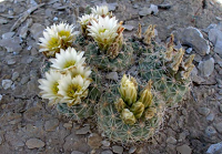 Ball-shaped cactus with profusion of pale yellow blooms