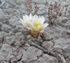 Tiny blooming cactus in rocky landscape