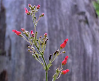  Tiny bright red blossoms on slender stems