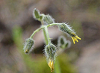 Closeup of tiny yellow blooms on slender stems