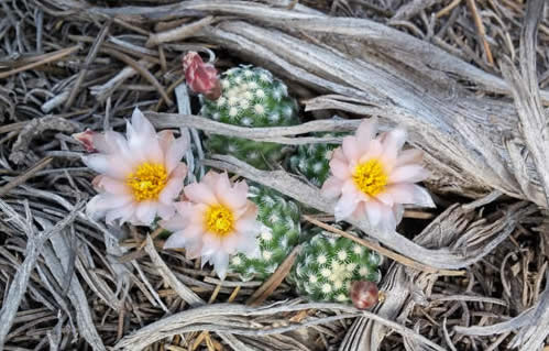 Ball-shaped cactus with pale delicate blooms
