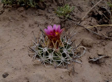 Small thorny cactus with bright pink bloom