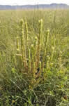 Multiple vertical stalks growing in a clump