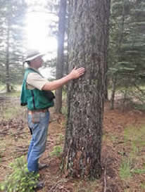 A man placing his hands on a tree in the forest