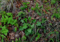 Low-growing dark green foliage