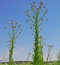 Tall green thistles against blue sky