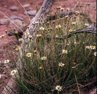 Wispy plant with tiny white flowers