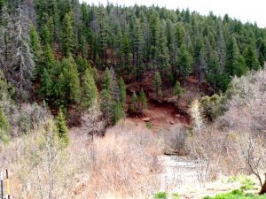A mountainside with evergreens