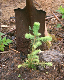 tree_shovel2 A tree seedling with a shovel behind it