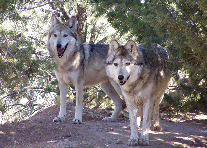 Two wolves