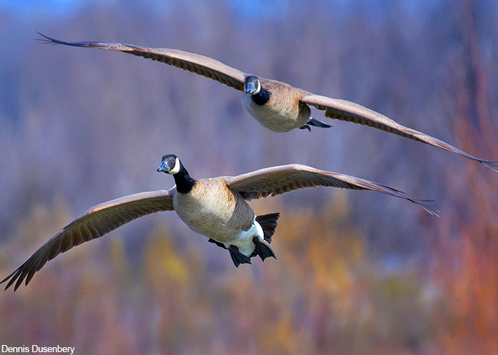 Two geese flying
