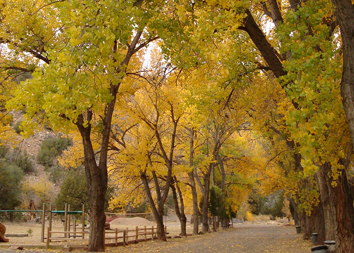 Yellow trees by trail