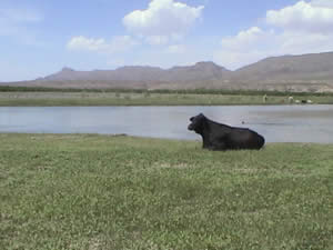 Cow laying down