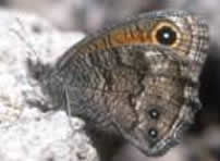 sandia hairstreak butterfly