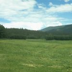 Field of grass
