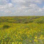 Field of sunflowers
