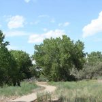 Trail through green meadow leading to trees