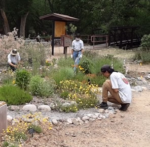 Three people tending a garden of high desert plants